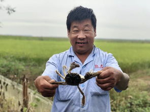 靜海本地稻田蟹上市，快來搶鮮品嘗！